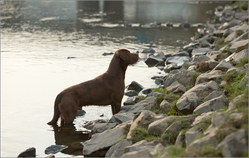 Hund im Gegenlicht 3