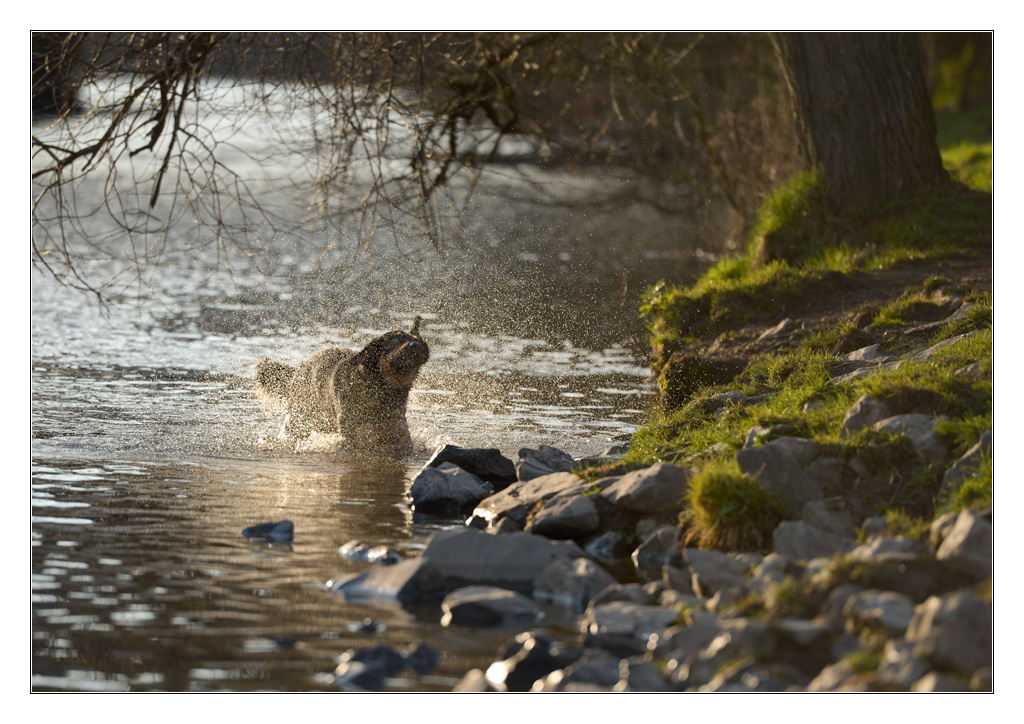 Hund im Gegenlicht spritzt