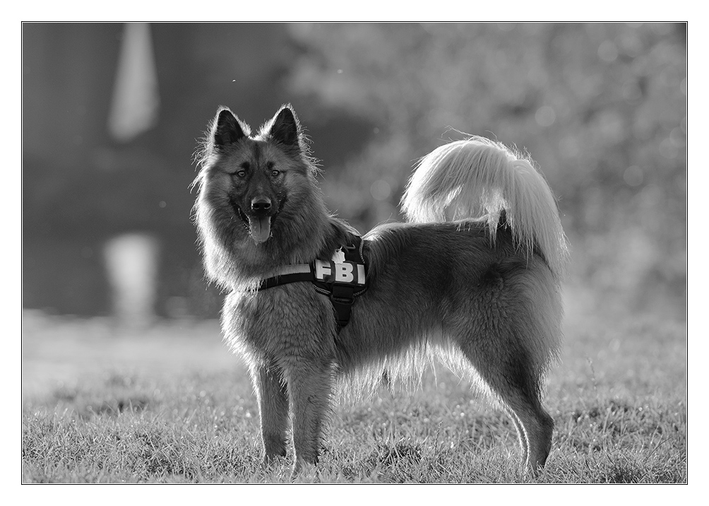 hund im gegenlicht sw