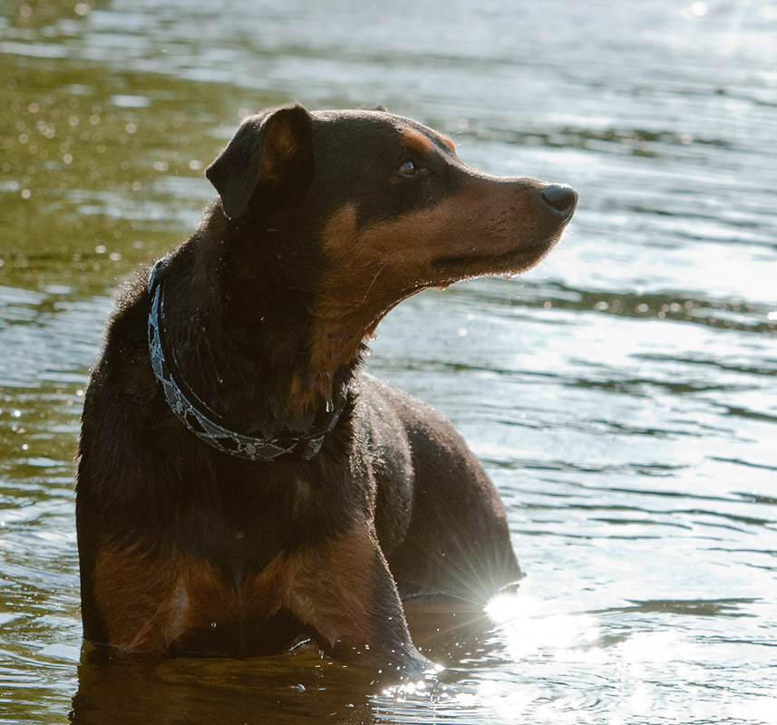 Hund im gegenlicht