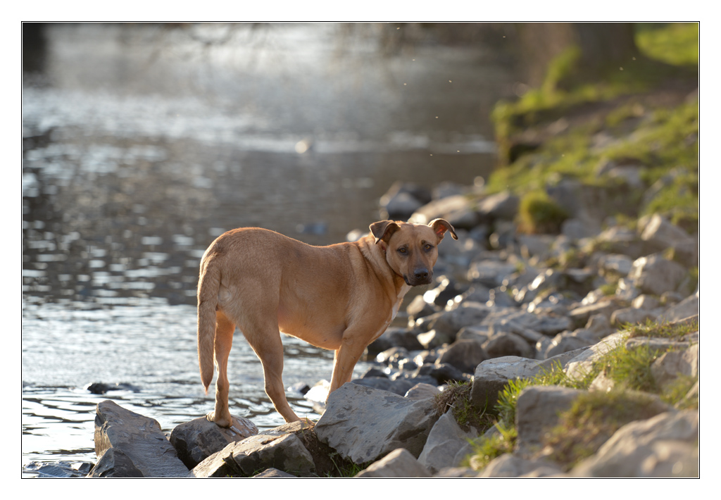 Hund im Gegenlicht