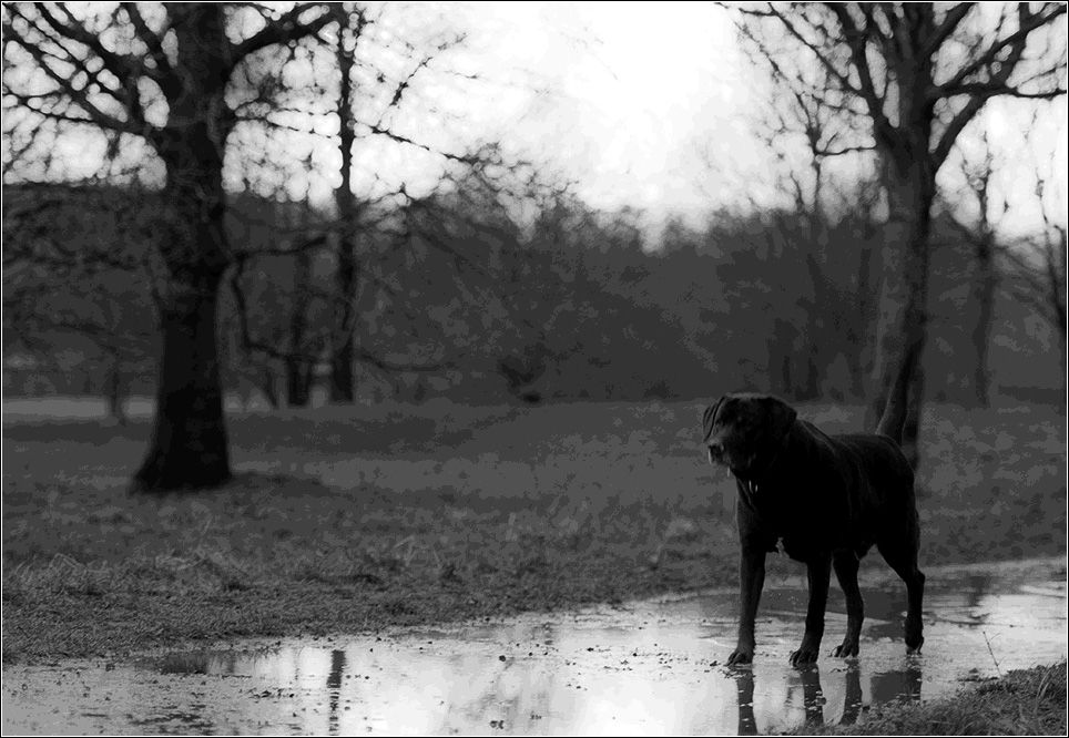 Hund im Regen
