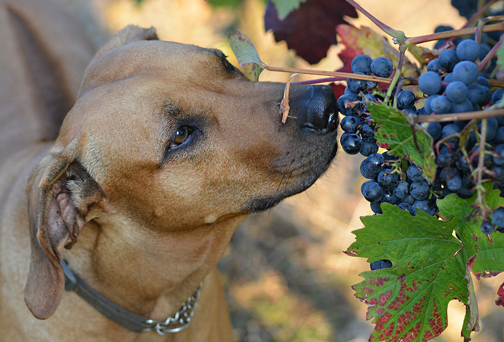 Hund im Wingert