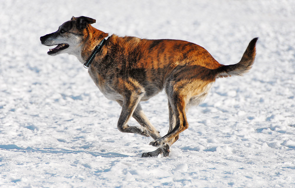 hund jäger