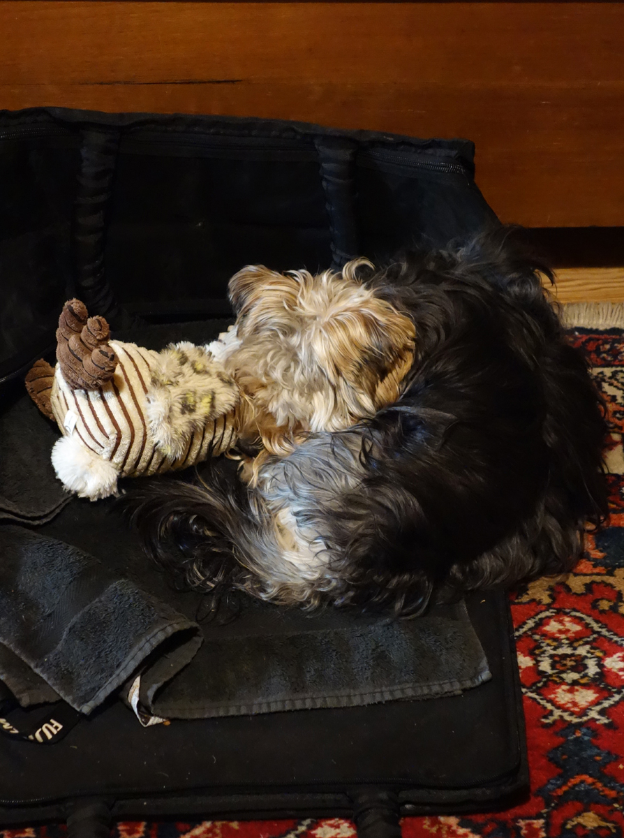 hund.jpg