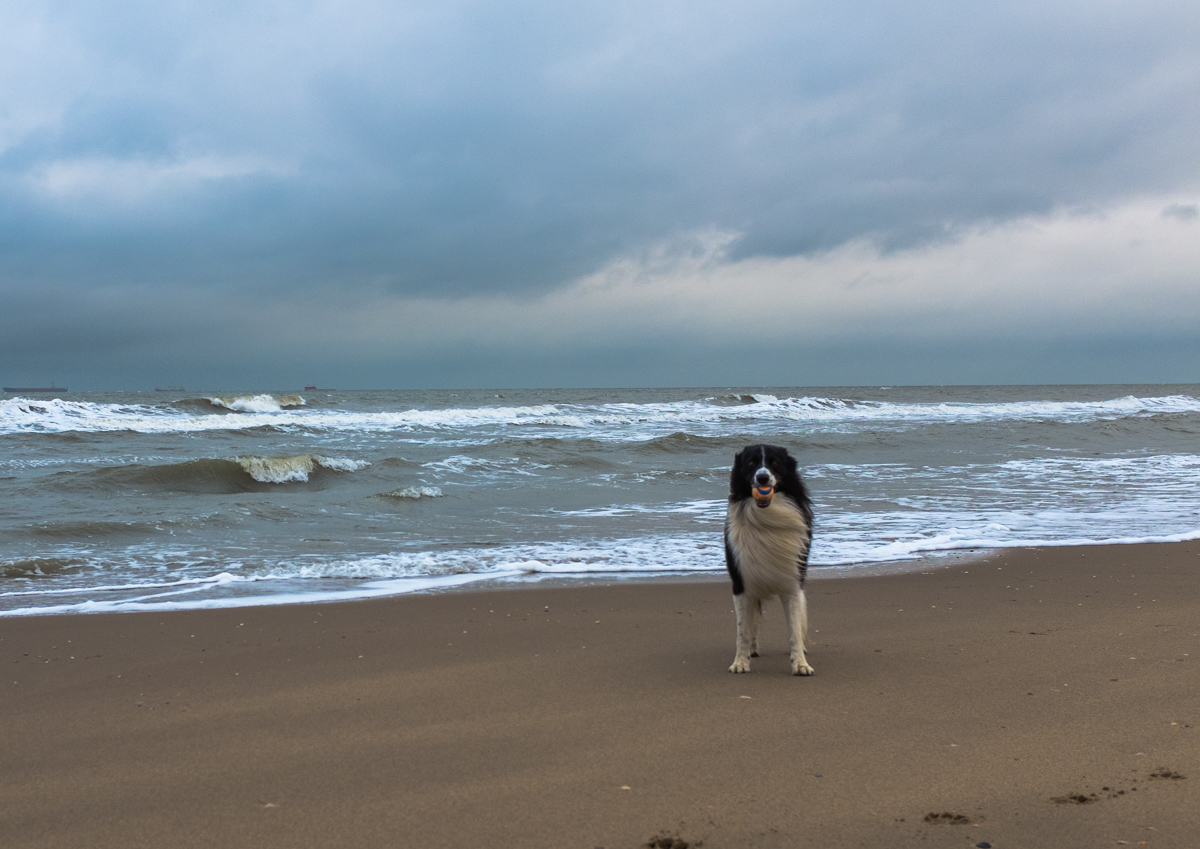 Hund mit Ball
