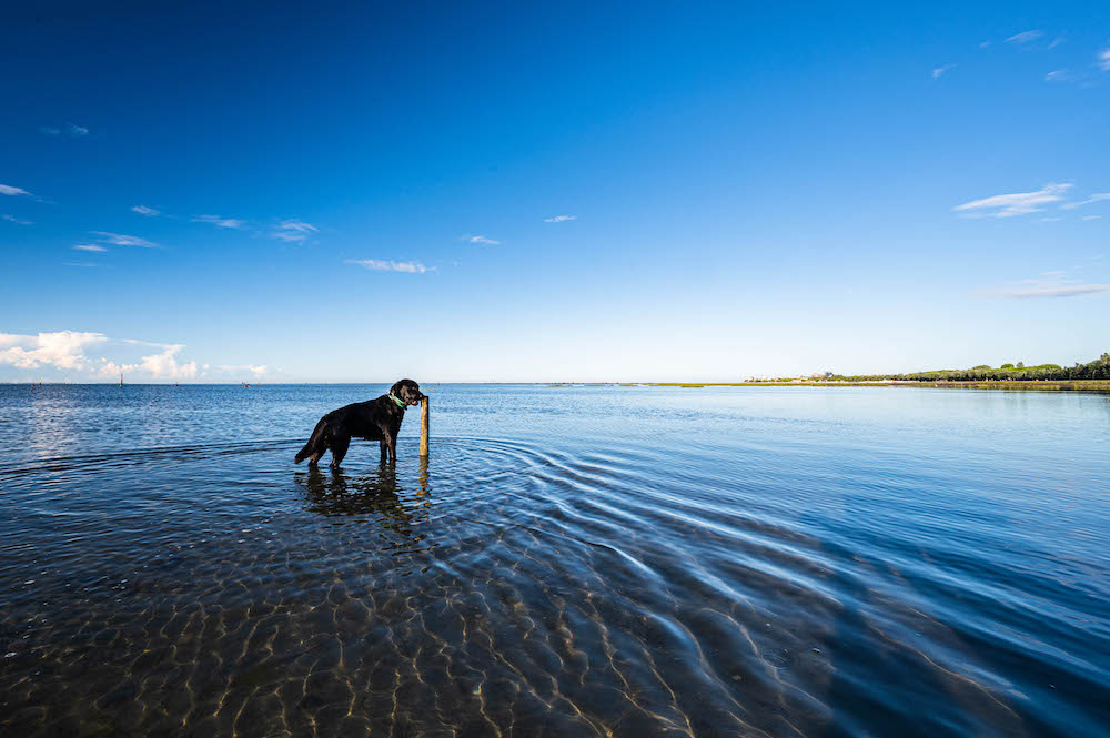 Hund schnuppert an Pfahl