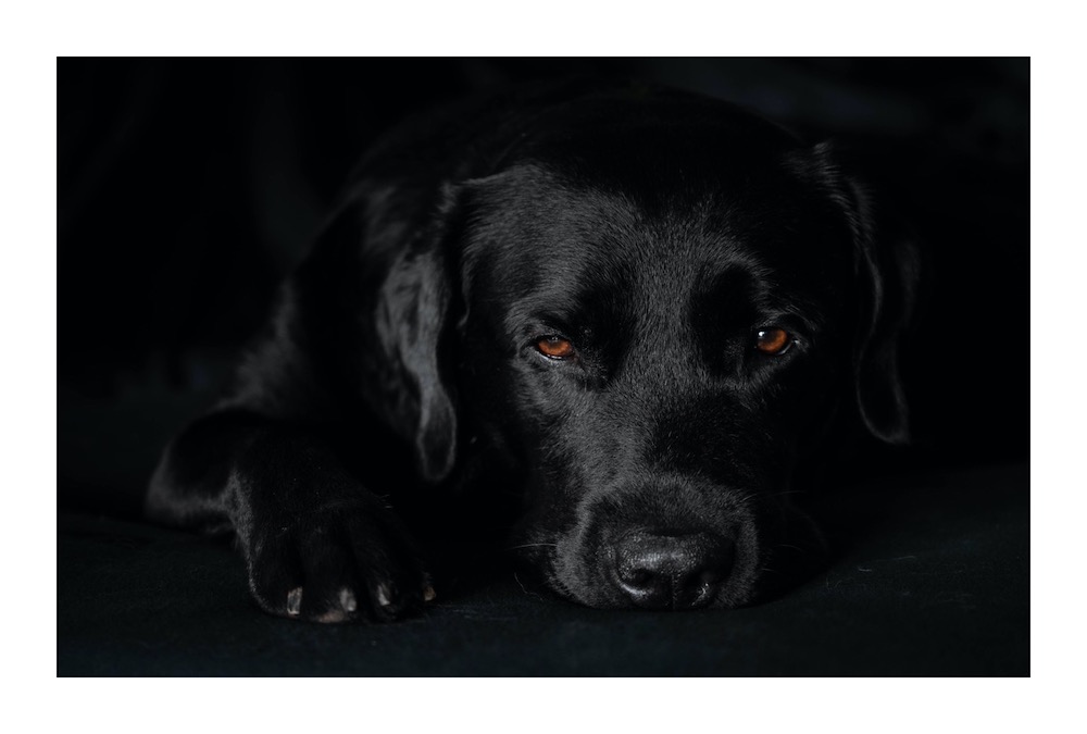 Hund Schwarz auf Schwarz