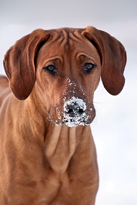 Hund Test