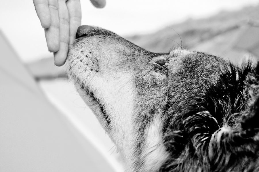 Hund und Mensch