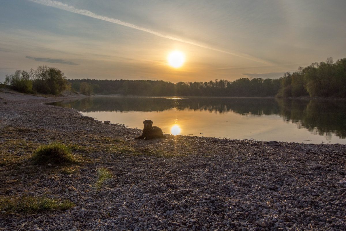 Hund vor aufgehender Sonne