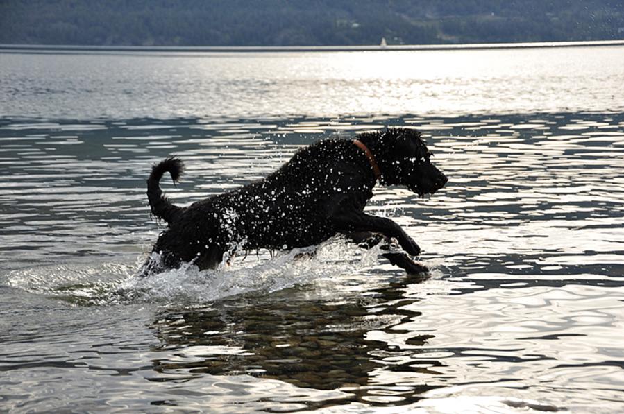 Hund