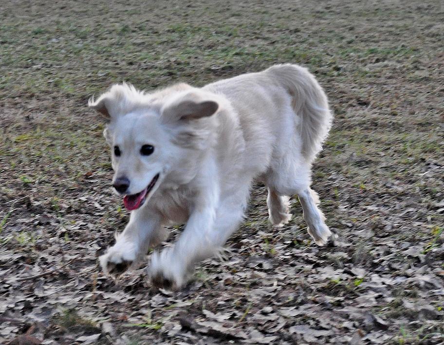 hund