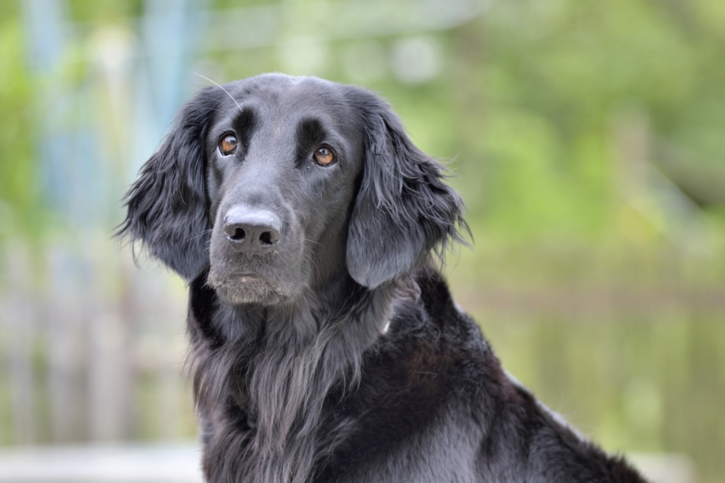 Hund