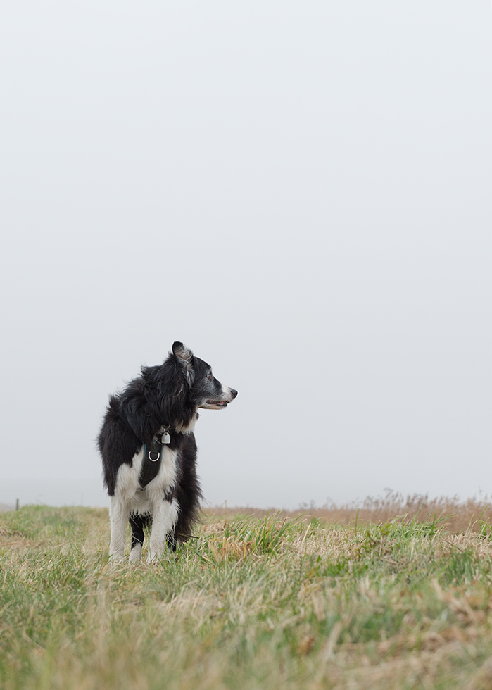 hund