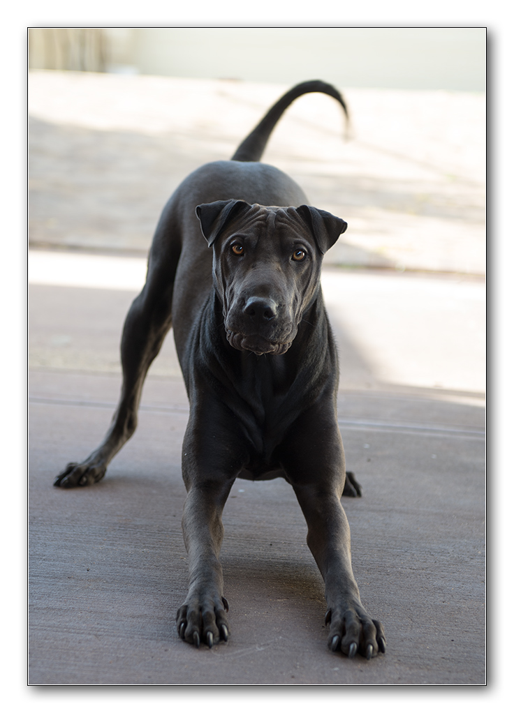 hund