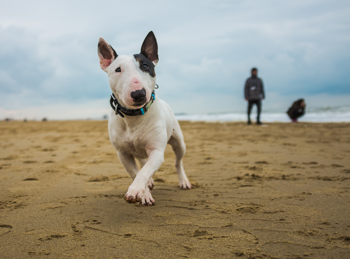 Hund