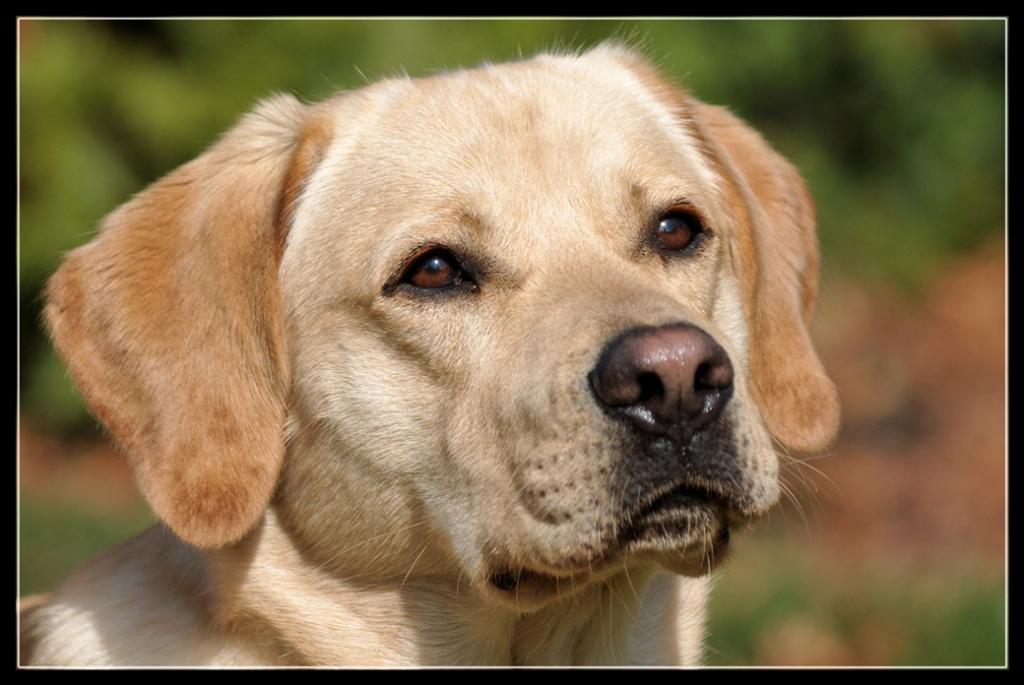 Hund