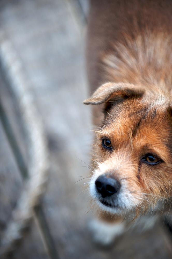 hund