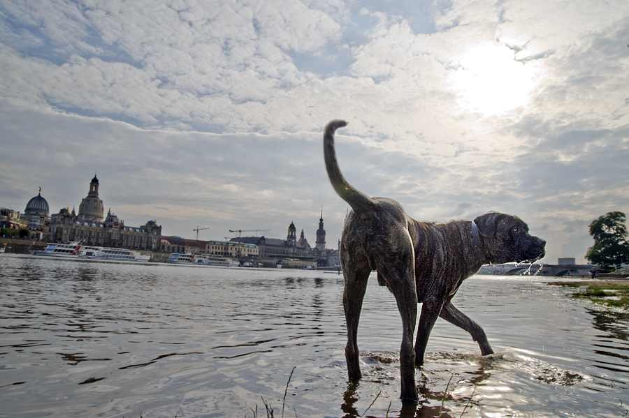 hund