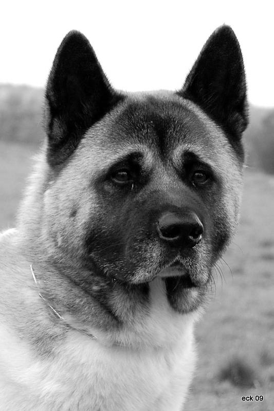 Hund032