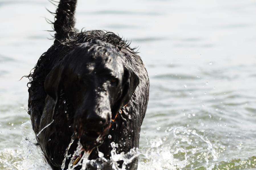Hund1