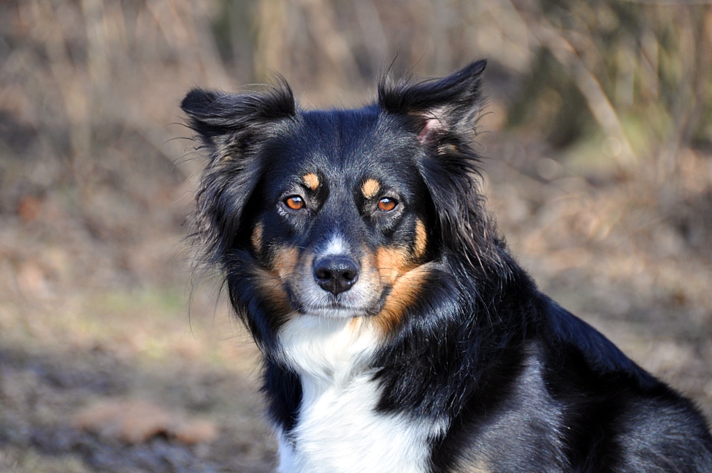 Hund1