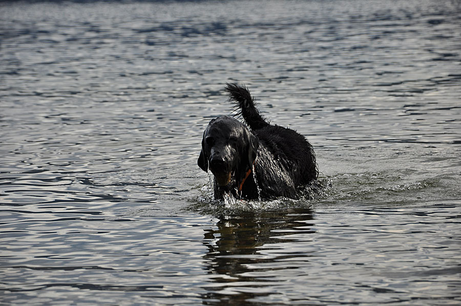 Hund2