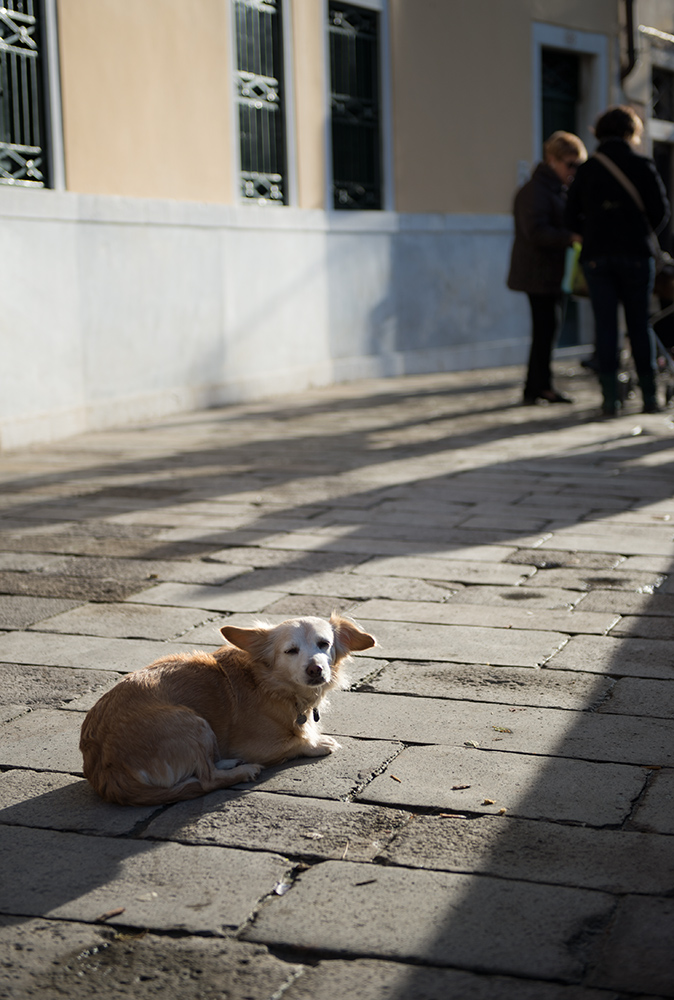 hund3