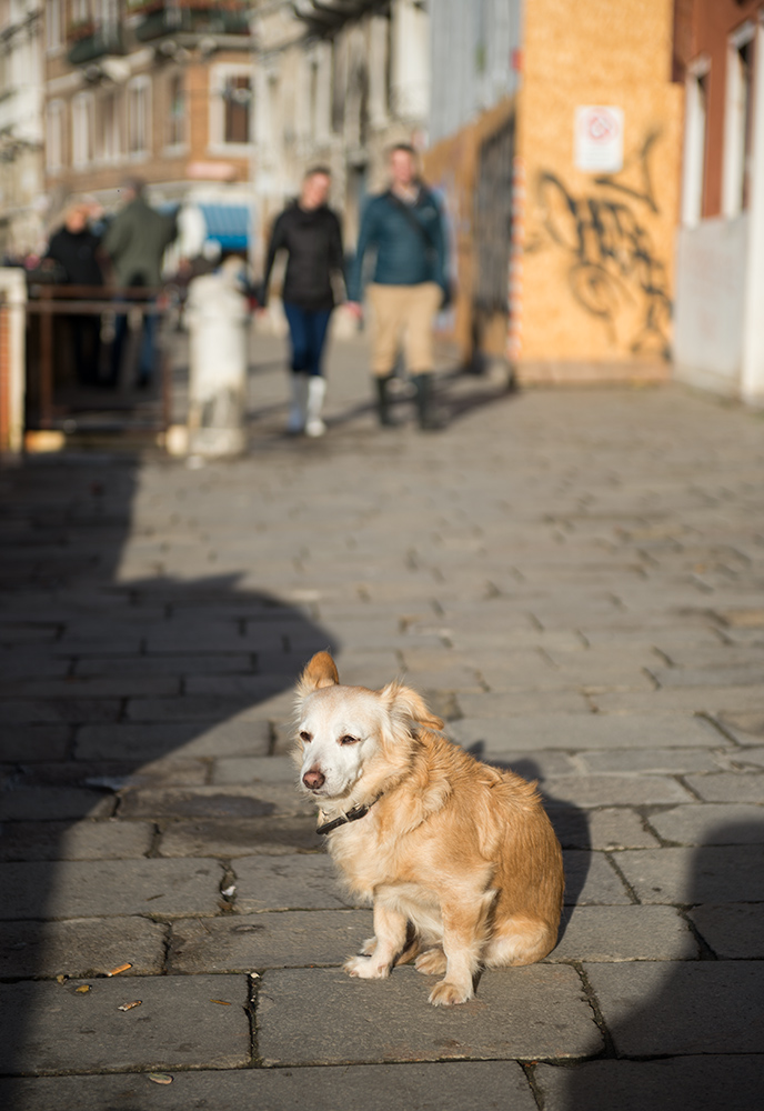 hund4