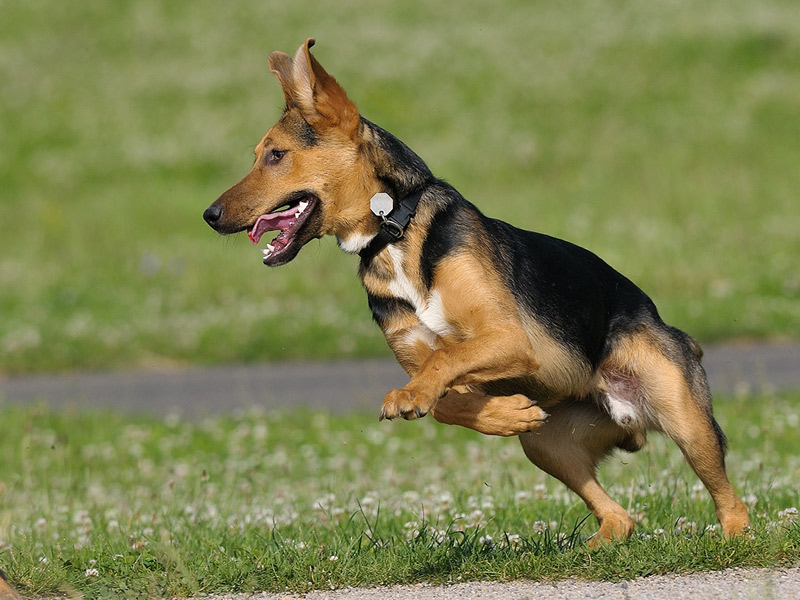 Hunde 01