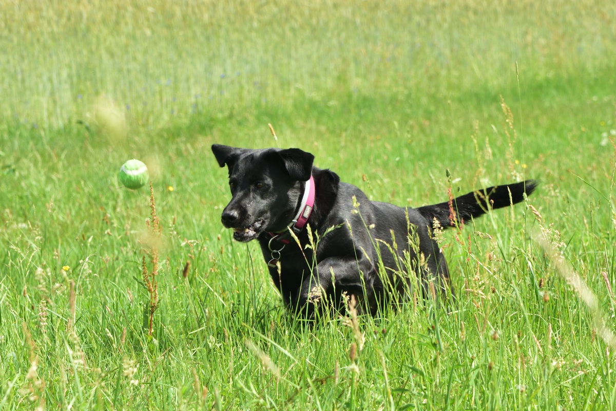 Hunde 01