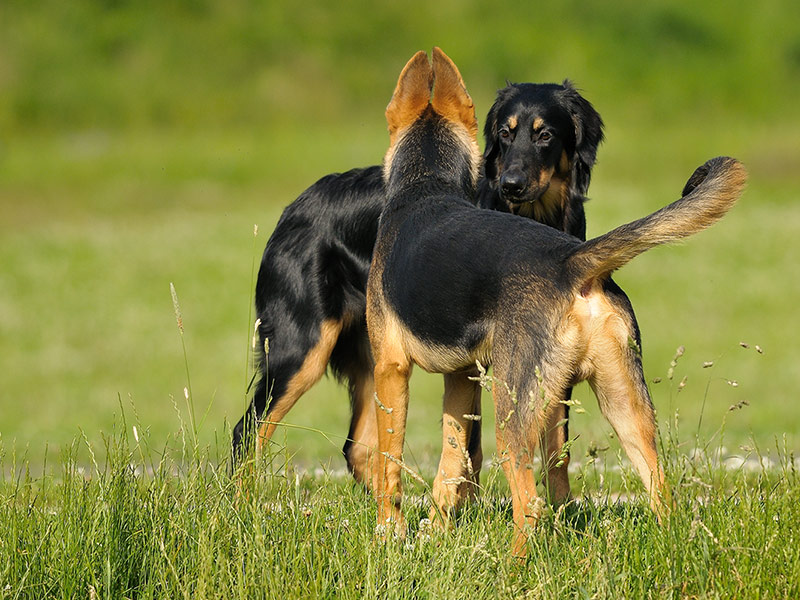 Hunde 02
