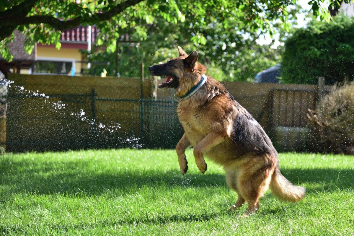 Hunde 03