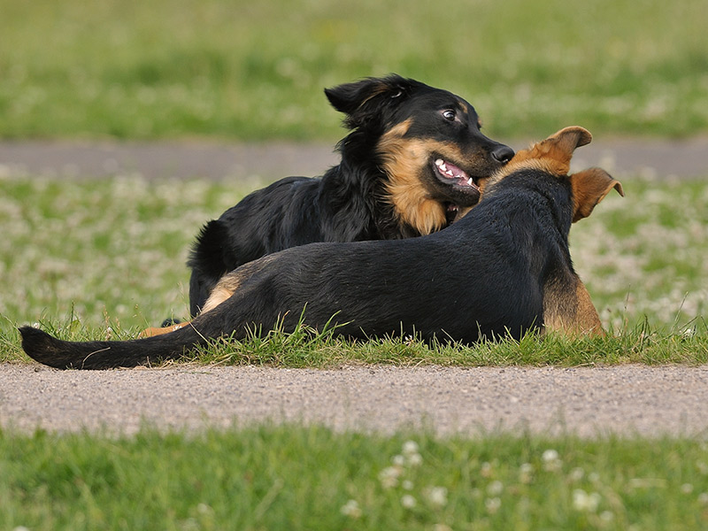 Hunde 04