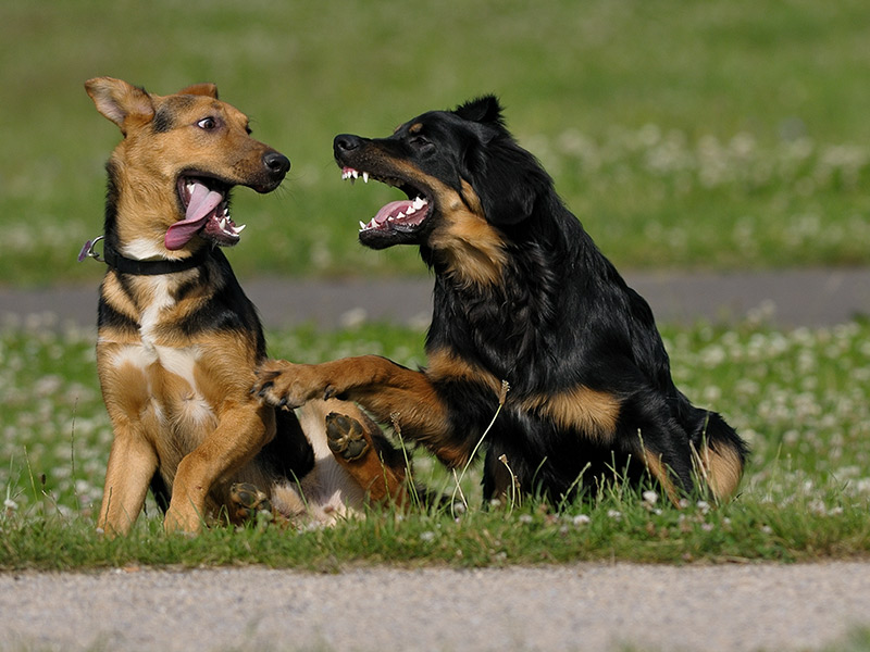 Hunde 05