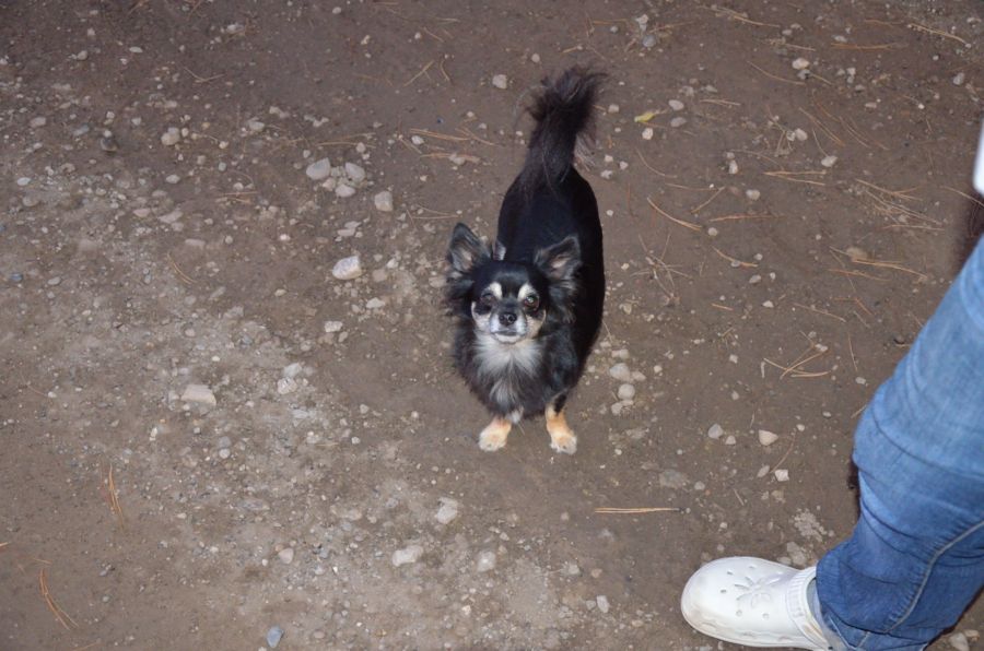 Hunde (1)