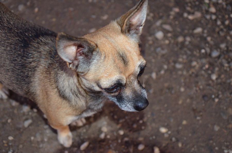 Hunde (2)