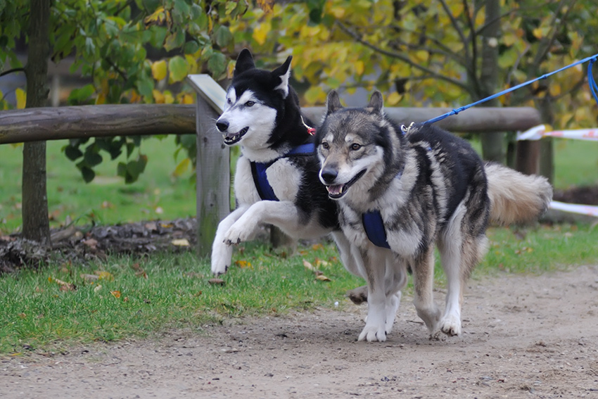 Hunde 2009
Schlittenhunderennen in Trappenkamp