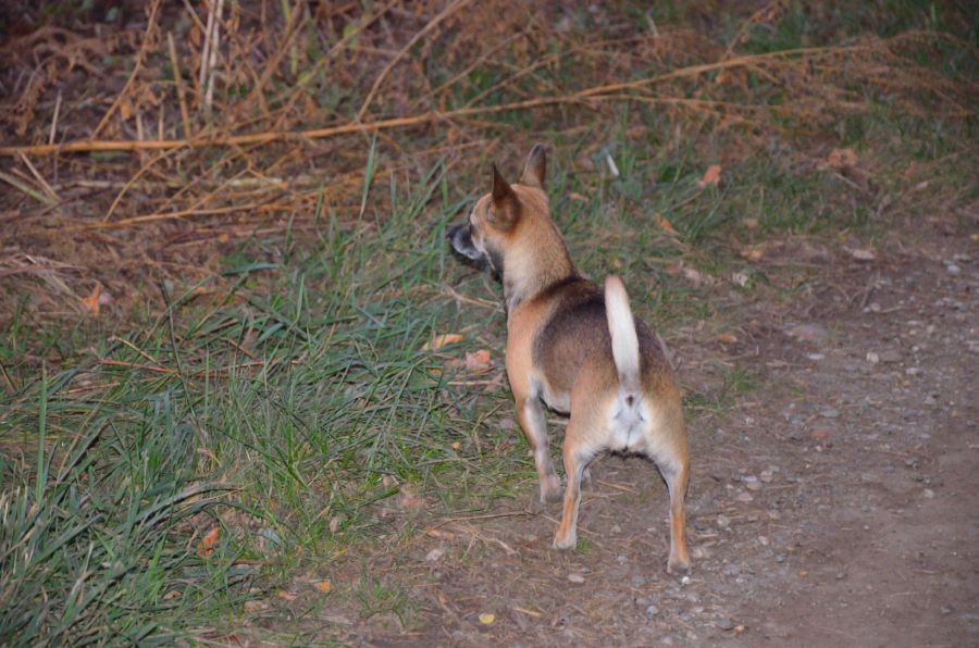 Hunde (3)