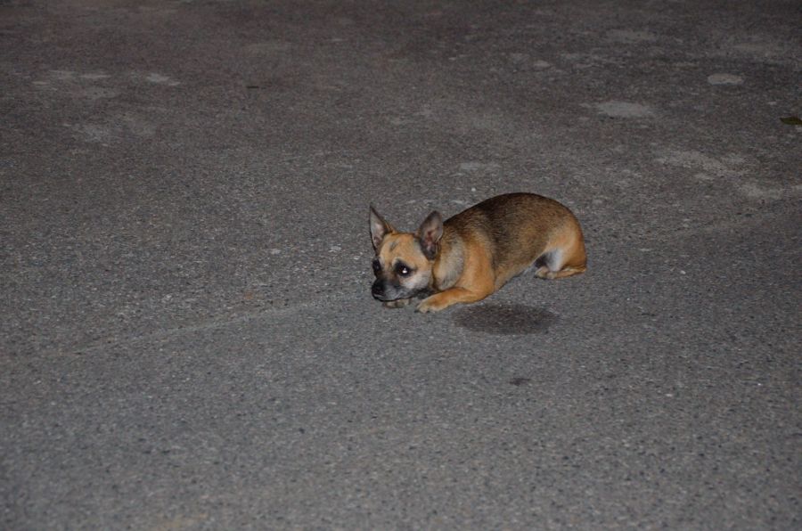 Hunde (4)