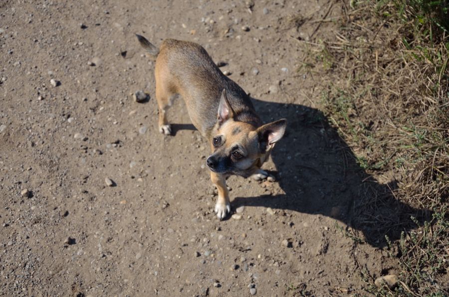 Hunde (5)
