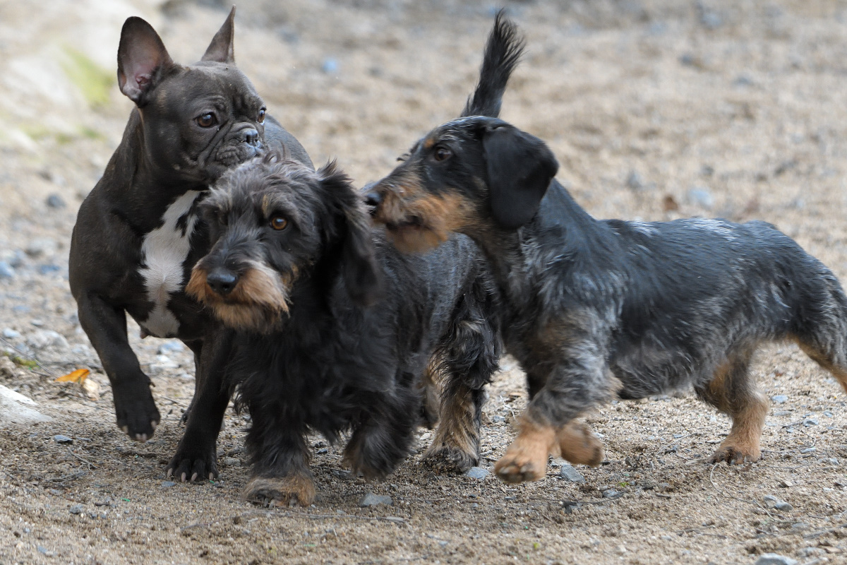 Hunde Action 01