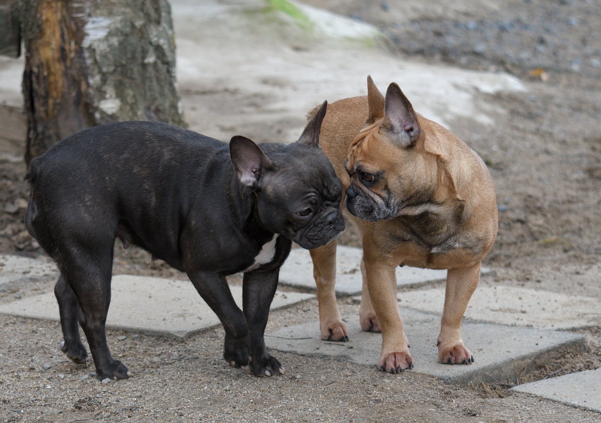 Hunde Action 02