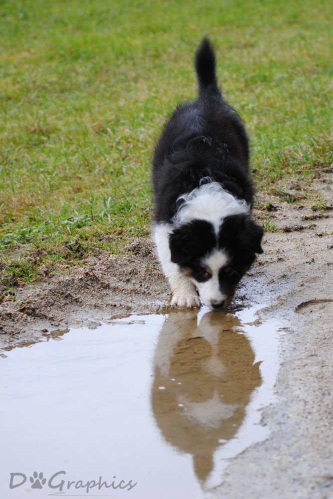 hunde allerlei 001
