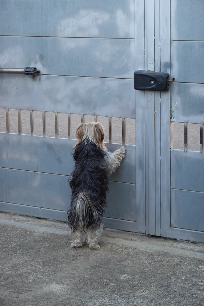 Hunde-Fernsehen.1.jpg