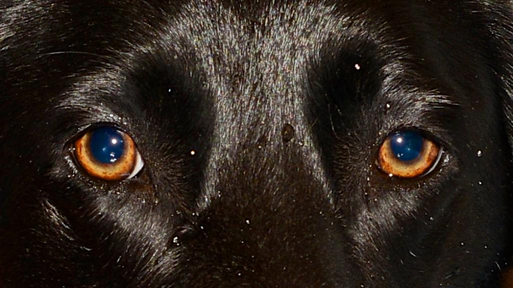 Hunde fitterdog 002