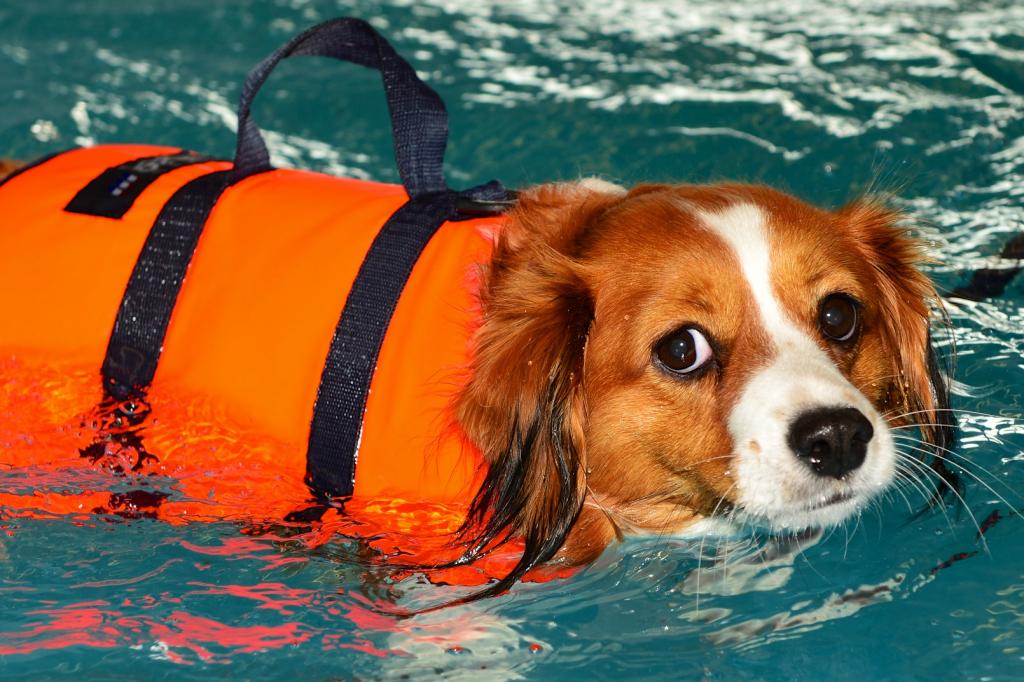 Hunde fitterdog 009