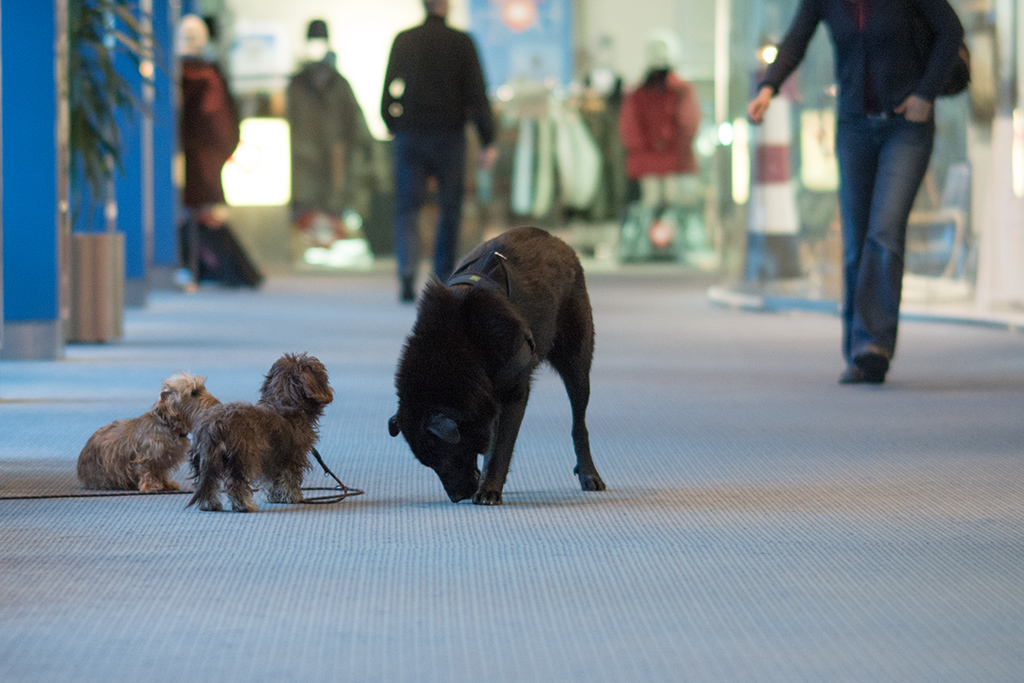 hunde im baltic