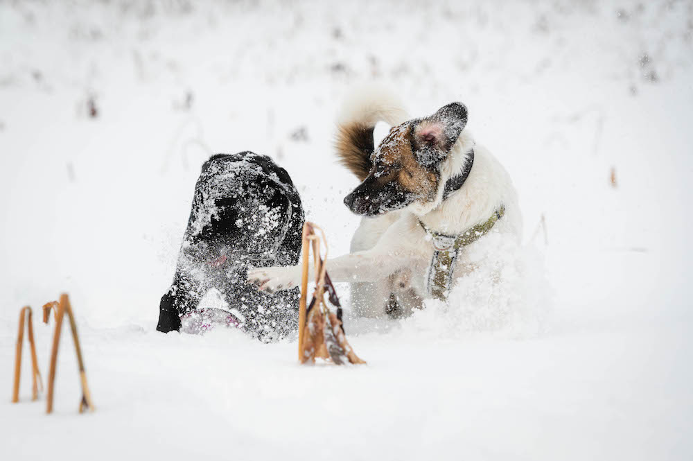 Hunde, Schnee und Frisbee